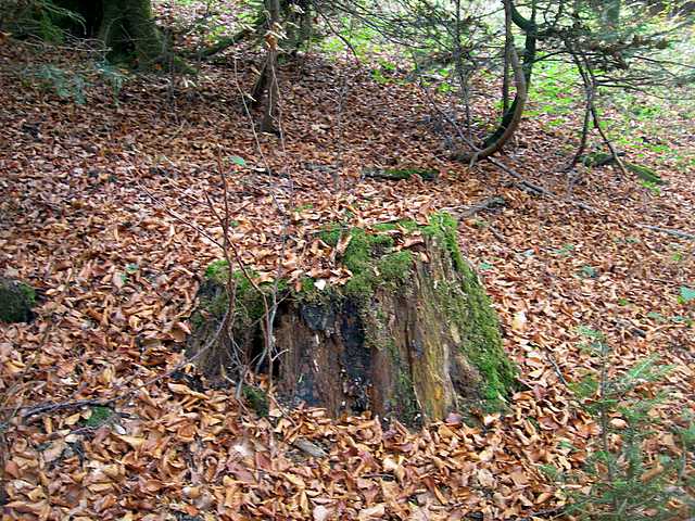 Una strana Galerina  lillipuziana